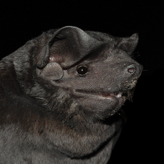 Molossus rufus