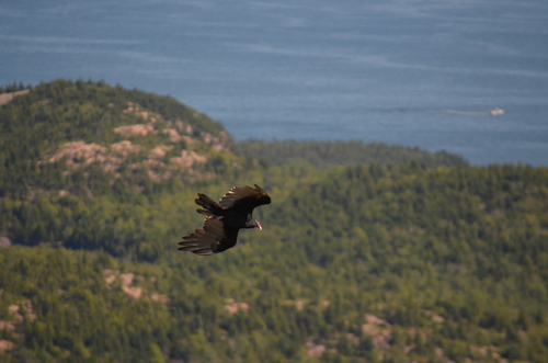 Turkey Vulture photographed in Maine