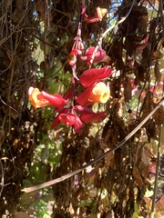 Thunbergia coccinea