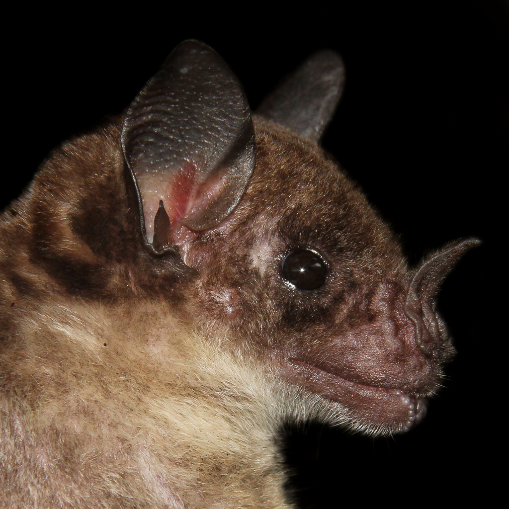 pale spear-nosed bat from Tabajara, Machadinho D'Oeste - RO, 76868-000 ...