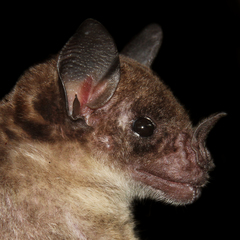 Phyllostomus discolor