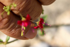 Boerhavia gracillima