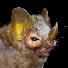 Pygoderma bilabiatum