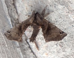 Apatelodes torrefacta