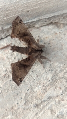 Apatelodes torrefacta