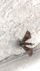 Apatelodes torrefacta