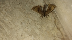 Apatelodes torrefacta