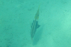 Parupeneus barberinoides