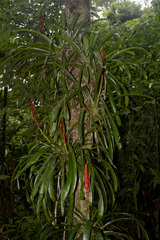 Vriesea ensiformis