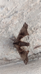 Apatelodes torrefacta