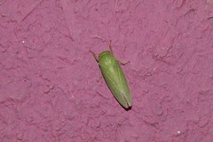 Hamana