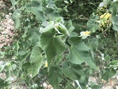 Allowissadula holosericea