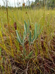 Andromeda polifolia latifolia