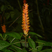 Aphelandra liboniana - Photo (c) Liu Idárraga Orozco, some rights reserved (CC BY-NC), uploaded by Liu Idárraga Orozco