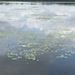 photo of Watershield (Brasenia schreberi)