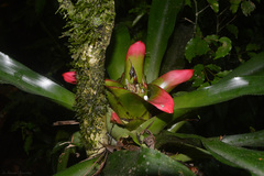 Nidularium innocentii