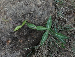 Hemidesmus indicus