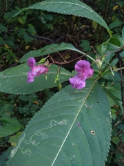 Impatiens glandulifera