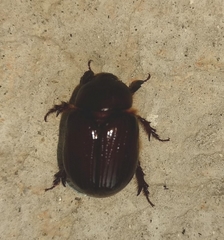 Ligyrus gibbosus