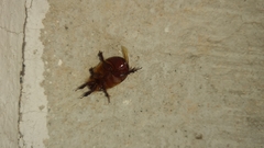 Ligyrus gibbosus