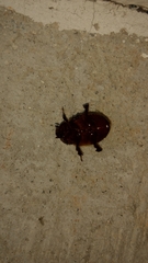 Ligyrus gibbosus