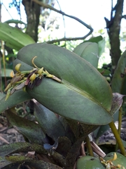 Acianthera