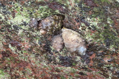 Plicopurpura patula image