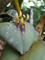 Acianthera