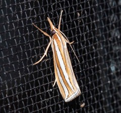 Hednota bivittella
