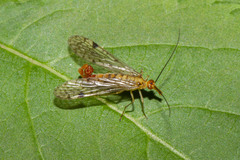 Panorpa nebulosa