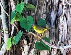 Geothlypis aequinoctialis