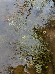 Potamogeton spirillus