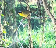 Geothlypis aequinoctialis