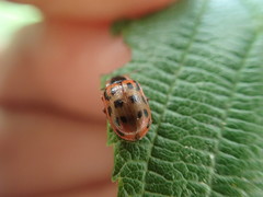 Chrysomela mainensis