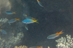 Neopomacentrus azysron