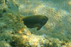 Pomacentrus chrysurus