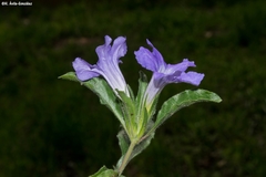 Ruellia spissa