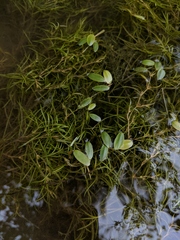Potamogeton spirillus