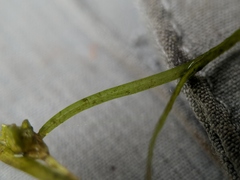 Potamogeton spirillus