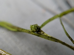 Potamogeton spirillus