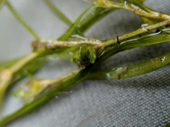 Potamogeton spirillus