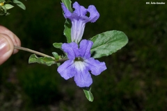 Ruellia spissa