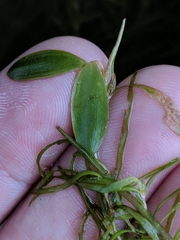 Potamogeton spirillus