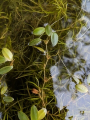 Potamogeton spirillus