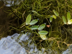 Potamogeton spirillus