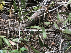 Dendrelaphis calligaster