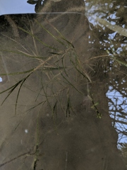 Potamogeton strictifolius