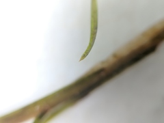 Potamogeton strictifolius