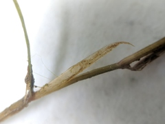 Potamogeton strictifolius