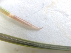 Potamogeton strictifolius